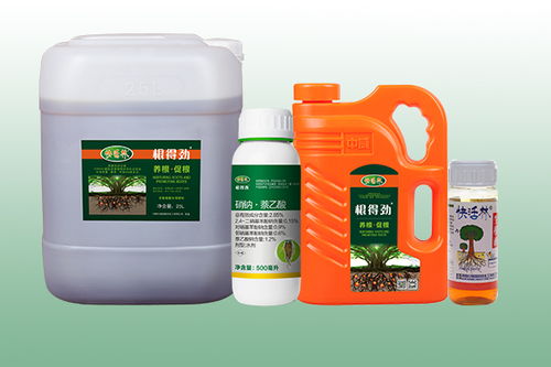 桂花樹的養護與施肥指南 助力綠化工程中茁壯成長