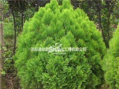 灑金柏苗木供應(yīng)及其在綠化工程中的應(yīng)用與價(jià)格指南